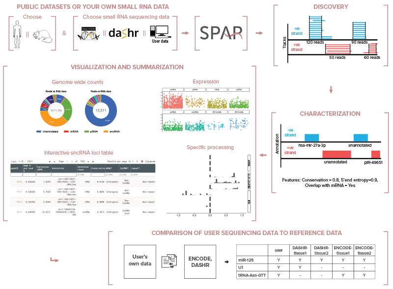 SPAR: pipeline for small RNA-seq, short total RNA-seq, miRNA-seq, single-cell small RNA-seq data processing, analysis, annotation, visualization, and comparison against reference ENCODE and DASHR datasets.